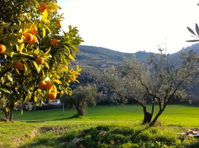 Fruit orchards and olive groves