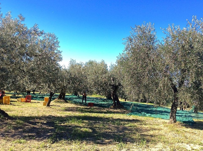 Italian cooking classes olive oil appreciation