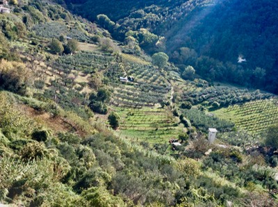 Olive oil tasting tour olive groves near Rome