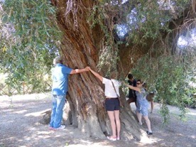 olive oil tour