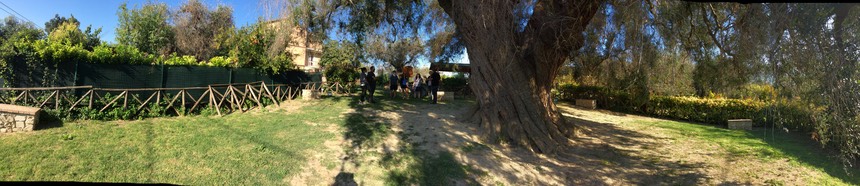 olive tour rome olivone sabine hills