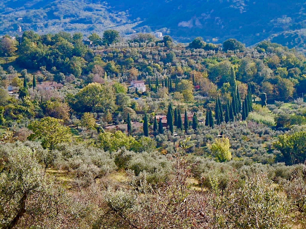 organic olive farm italy
