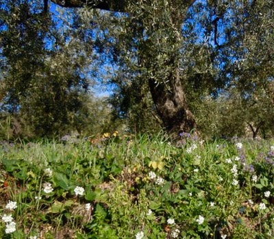 Rome Olive Tour feb foraging 2