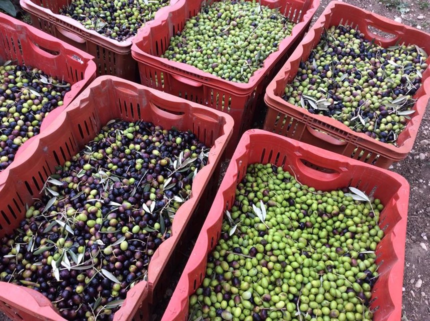 Rome Olive oil tour
