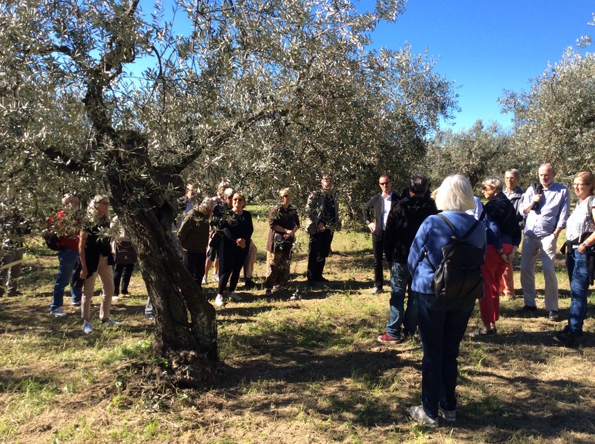 olive oil tour