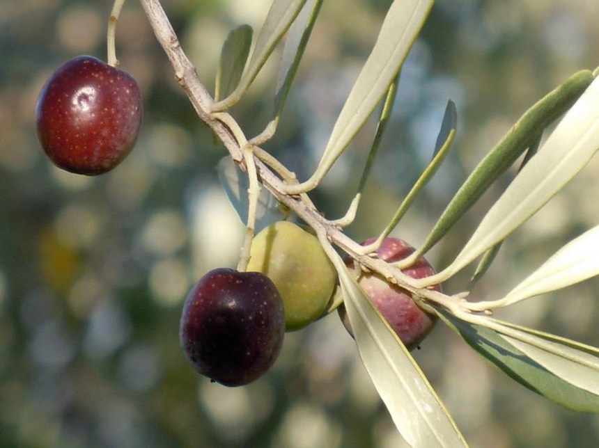 rome olive tour convivio rome