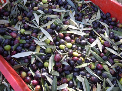 Rome olive tour