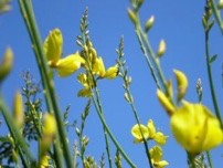 Sabina_flowers