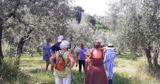 The Rome Olive Tour